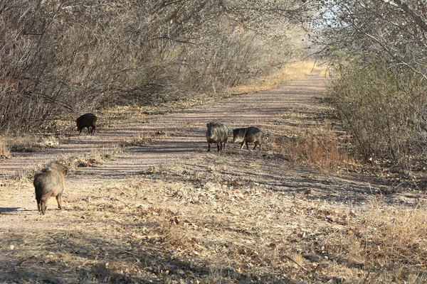 Javelina w Bosque del Apache National Wildlife Refuge, Nowy Meksyk — Zdjęcie stockowe