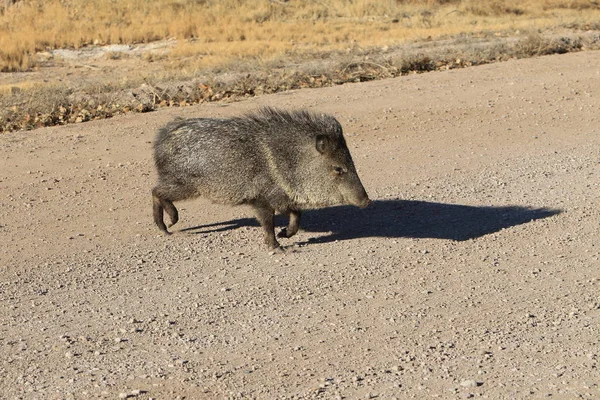 Javelina en Bosque del Apache National Wildlife Refuge, Nuevo México — Foto de Stock