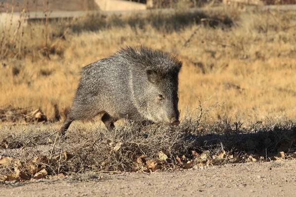 Хавелина в Bosque del Apache National Wildlife Refuge, Нью-Мексико — стоковое фото