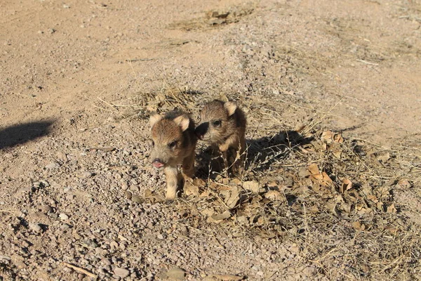 Javelina w Bosque del Apache National Wildlife Refuge, Nowy Meksyk — Zdjęcie stockowe