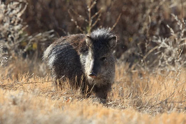 Javelina v Bosque del Apache National Wildlife Refuge, Nové Mexiko — Stock fotografie