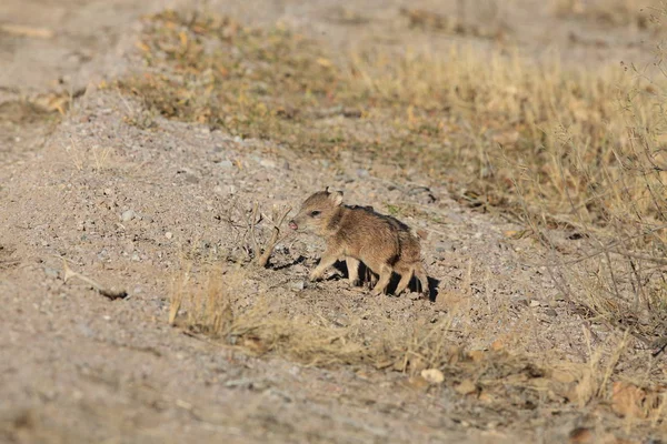 Javelina en Bosque del Apache Refugio Nacional de Vida Silvestre, Nuevo México — Foto de Stock