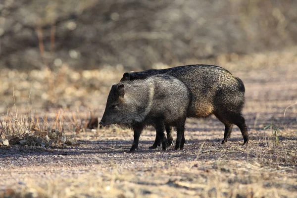 Javelina di Bosque del Apache National Wildlife Refuge, New Mexi — Stok Foto