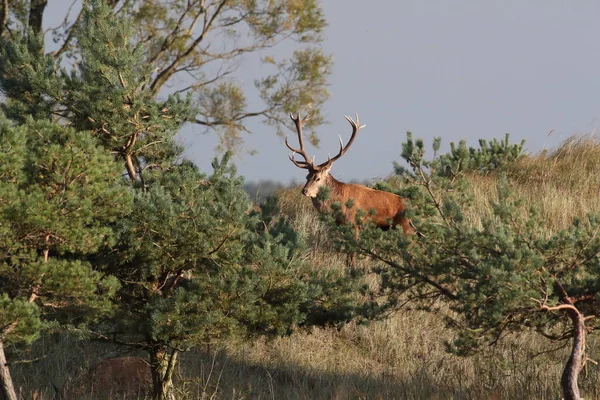 Ciervo rojo en el darss, mecklenburg pomerania, Alemania — Foto de Stock