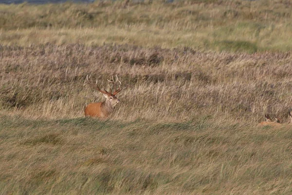 赤鹿暗闇の中で, mecklenburg pomerania,ドイツ — ストック写真