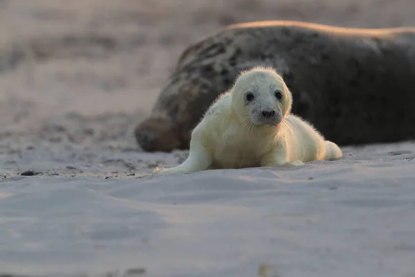 灰色のシール(Halichoerus grypus)｜Helgoland Germany — ストック写真