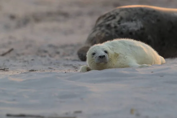 Grey Seal (Halichoerus grypus) Helgoland Germany — стокове фото