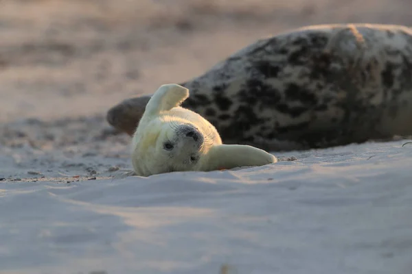 Grey Seal (Halichoerus grypus) Helgoland Germany — стокове фото