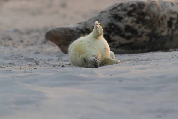 Pieczęć szara (Halichoerus grypus) Helgoland Niemcy — Zdjęcie stockowe