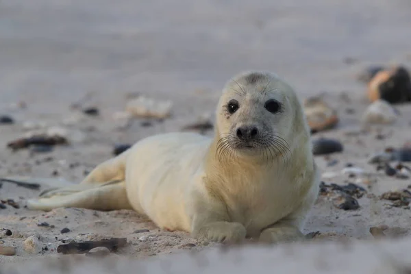 Selo cinzento (Halichoerus grypus) Helgoland Alemanha — Fotografia de Stock