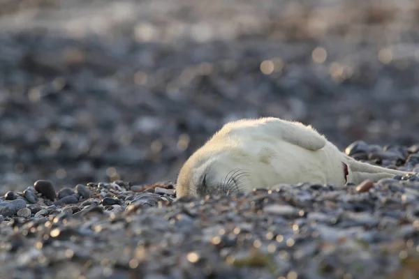 Gray Seal (Halichoerus grypus) Helgoland Německo — Stock fotografie