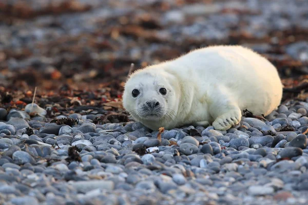 Gray Seal (Halichoerus grypus) Helgoland Německo — Stock fotografie