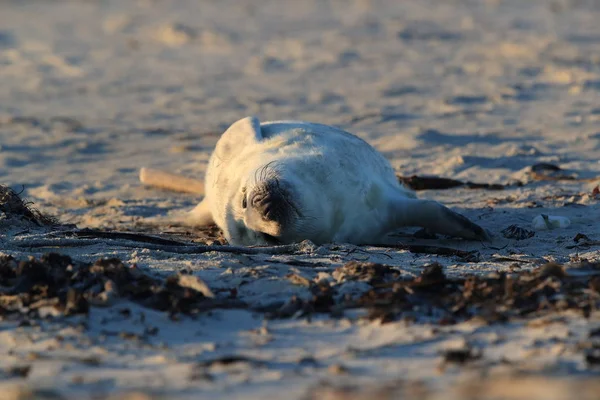 灰色のシール(Halichoerus grypus)｜Helgoland Germany — ストック写真