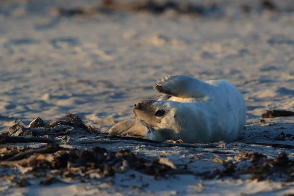 Gri Mühür (Halichoerus grypus) Helgoland Almanya — Stok fotoğraf