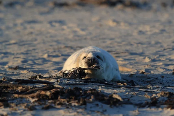 Sigillo grigio (Halichoerus grypus) Helgoland Germania — Foto Stock