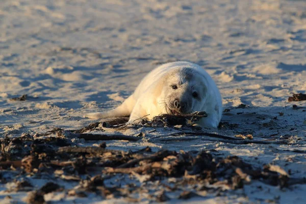 Gray Seal (Halichoerus grypus) Helgoland Duitsland — Stockfoto