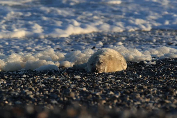 Grey Seal (Halichoerus grypus) Helgoland Germany — стокове фото