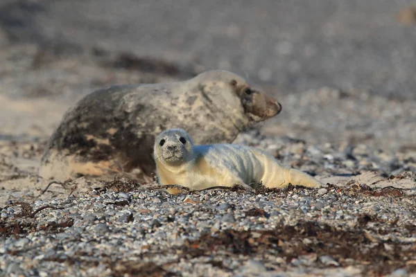 Gri Mühür (Halichoerus grypus) Helgoland Almanya — Stok fotoğraf