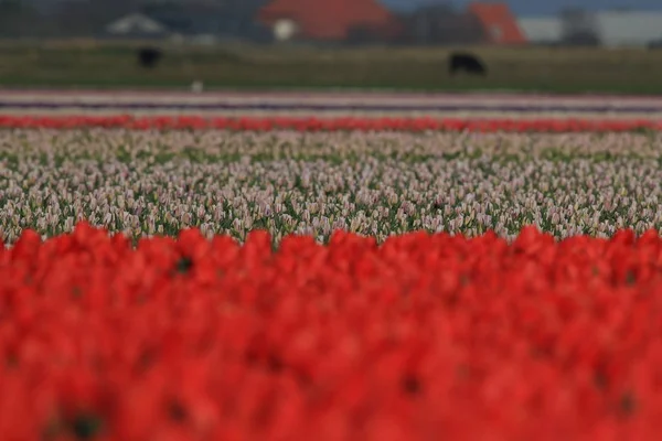 Campos de tulipanes, Holanda — Foto de Stock