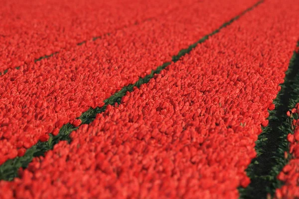 Campos de tulipanes, Holanda — Foto de Stock