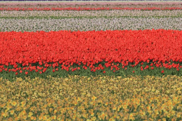 Campos de tulipanes, Holanda — Foto de Stock