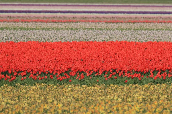 Campi di tulipani, Olanda — Foto Stock