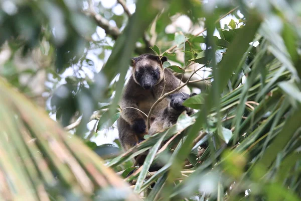 A Lumholtz 's tree-kangaroo (Dendrolagus lumholtzi) Κουίνσλαντ, A — Φωτογραφία Αρχείου