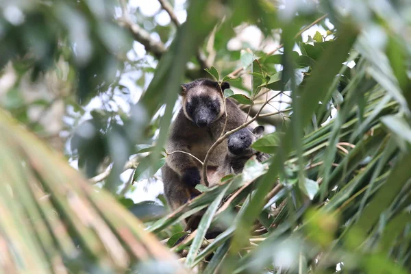 A Lumholtz's tree-カンガルー(Dendrolagus lumholtzi)クイーンズランド州, A — ストック写真