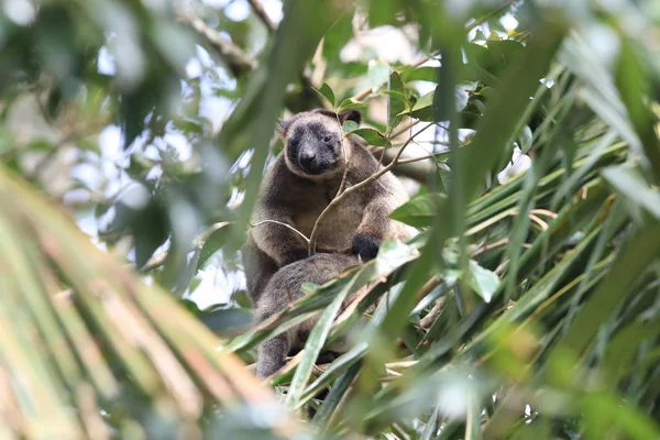 A Lumholtz 's tree-kangaroo (Dendrolagus lumholtzi) Κουίνσλαντ, A — Φωτογραφία Αρχείου