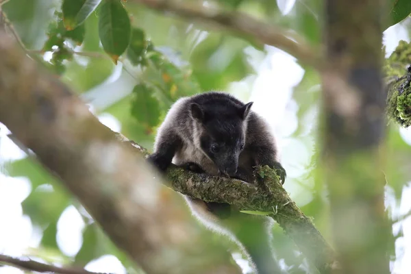 A Lumholtz's tree-カンガルー(Dendrolagus lumholtzi)クイーンズランド州, A — ストック写真