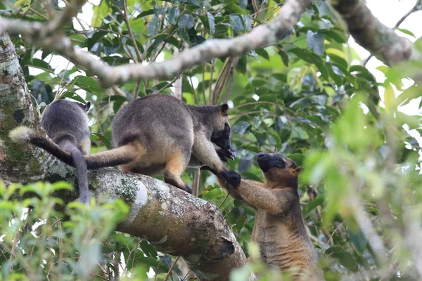 A Lumholtz's tree-カンガルー(Dendrolagus lumholtzi)クイーンズランド州, A — ストック写真