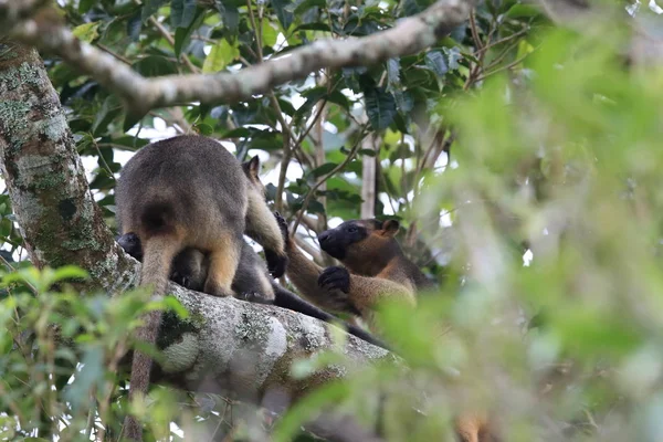 A Lumholtz\'s tree-kangaroo (Dendrolagus lumholtzi) Queensland, A