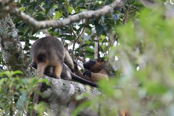 A Lumholtz 's tree-kangaroo (Dendrolagus lumholtzi) Κουίνσλαντ, A — Φωτογραφία Αρχείου