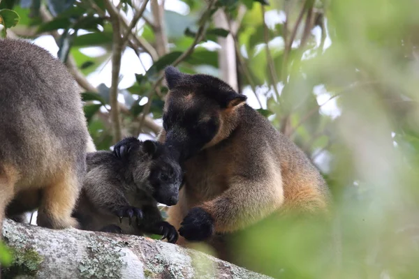 A Lumholtz 's tree-kangaroo (Dendrolagus lumholtzi) Κουίνσλαντ, A — Φωτογραφία Αρχείου