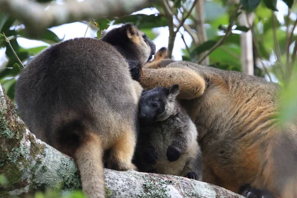 A Lumholtz 's tree-kangaroo (Dendrolagus lumholtzi) Κουίνσλαντ, A — Φωτογραφία Αρχείου