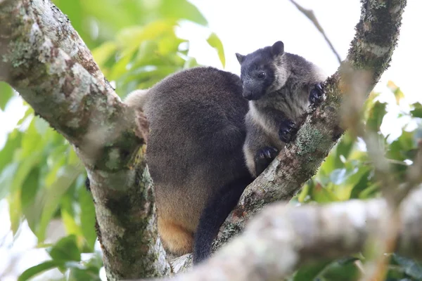 A Lumholtz\'s tree-kangaroo (Dendrolagus lumholtzi) Queensland, A