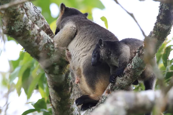 A Lumholtz 's tree-kangaroo (Dendrolagus lumholtzi) Κουίνσλαντ, A — Φωτογραφία Αρχείου