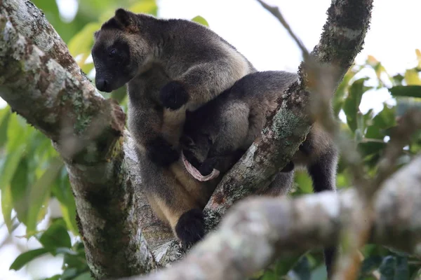 A Lumholtz's tree-カンガルー(Dendrolagus lumholtzi)クイーンズランド州, A — ストック写真