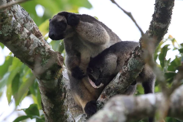 A Lumholtz 's tree-kangaroo (Dendrolagus lumholtzi) Κουίνσλαντ, A — Φωτογραφία Αρχείου