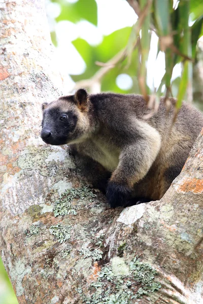 A Lumholtzův klokan (Dendrolagus lumholtzi) Queensland, A — Stock fotografie