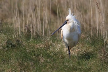 Eurasian or common spoonbill in nature Island Texel,Holland clipart