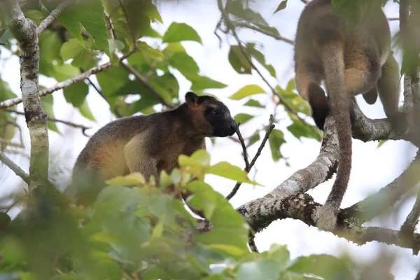 A Lumholtz\'s tree-kangaroo (Dendrolagus lumholtzi) Queensland, A