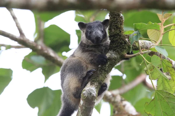 A Lumholtz fa-kenguru (Dendrolagus lumholtzi) Queensland, A — Stock Fotó