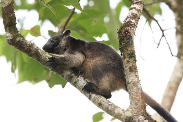 A Lumholtz 's tree-kangaroo (Dendrolagus lumholtzi) Κουίνσλαντ, A — Φωτογραφία Αρχείου