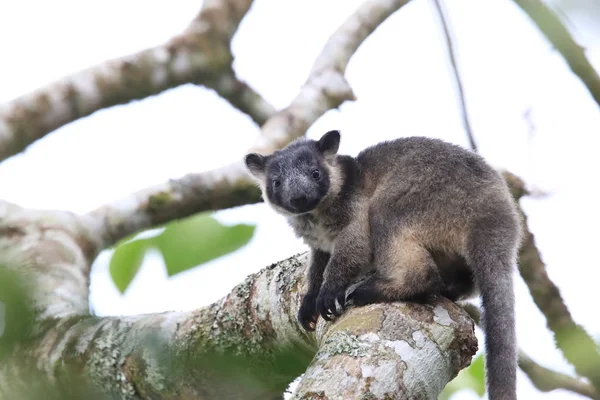 A Lumholtz's tree-カンガルー(Dendrolagus lumholtzi)クイーンズランド州, A — ストック写真