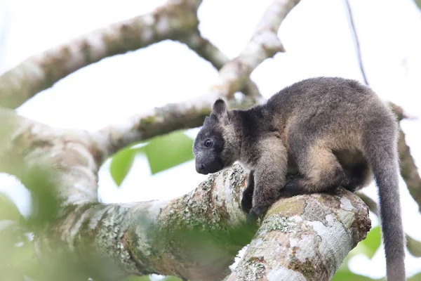 A Lumholtz's tree-カンガルー(Dendrolagus lumholtzi)クイーンズランド州, A — ストック写真