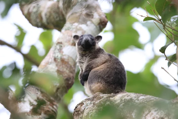 A Lumholtz 's tree-kangaroo (Dendrolagus lumholtzi) Κουίνσλαντ, A — Φωτογραφία Αρχείου