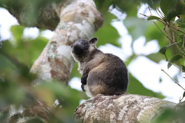 A Lumholtz fa-kenguru (Dendrolagus lumholtzi) Queensland, A — Stock Fotó