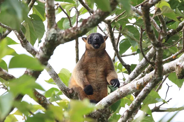 A Lumholtz 's tree-kangaroo (Dendrolagus lumholtzi) Κουίνσλαντ, A — Φωτογραφία Αρχείου