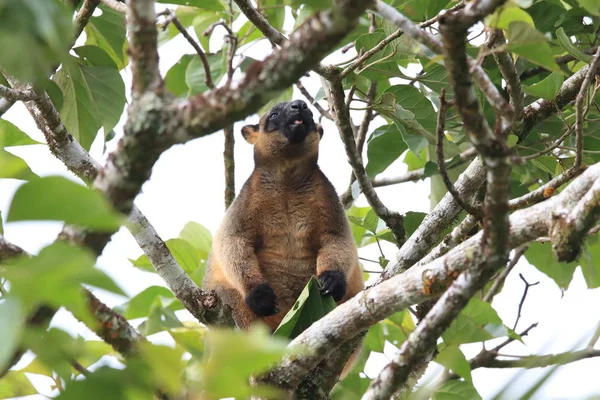 A Lumholtz's tree-カンガルー(Dendrolagus lumholtzi)クイーンズランド州, A — ストック写真